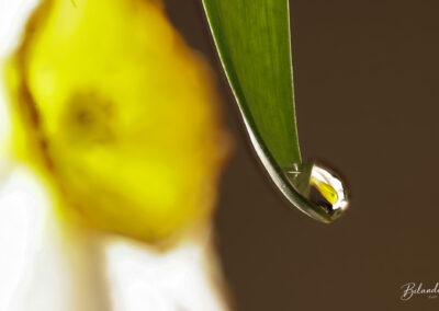 Wow #4 – Goutte de printemps