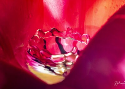 Wow #6 – L&rsquo;eau & la tulipe